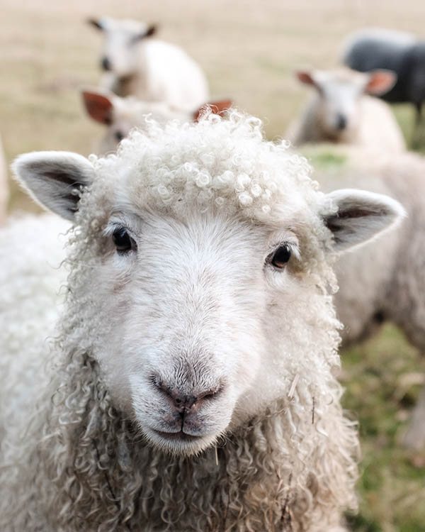 Journée d'étude christianisme et animal