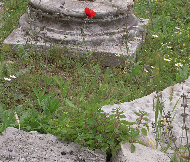 Végétal et fin - illustration ruine Rome coquelicot - recherche humanisme