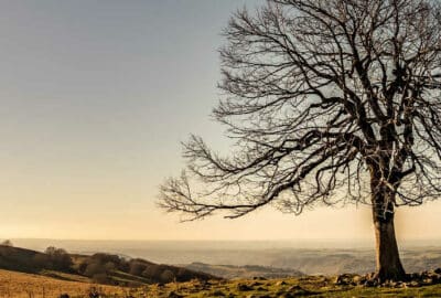 arbre sur un plateau