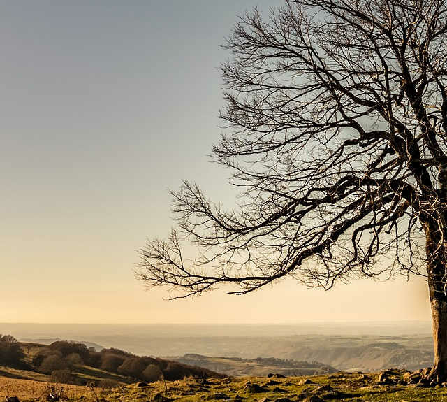 arbre sur un plateau