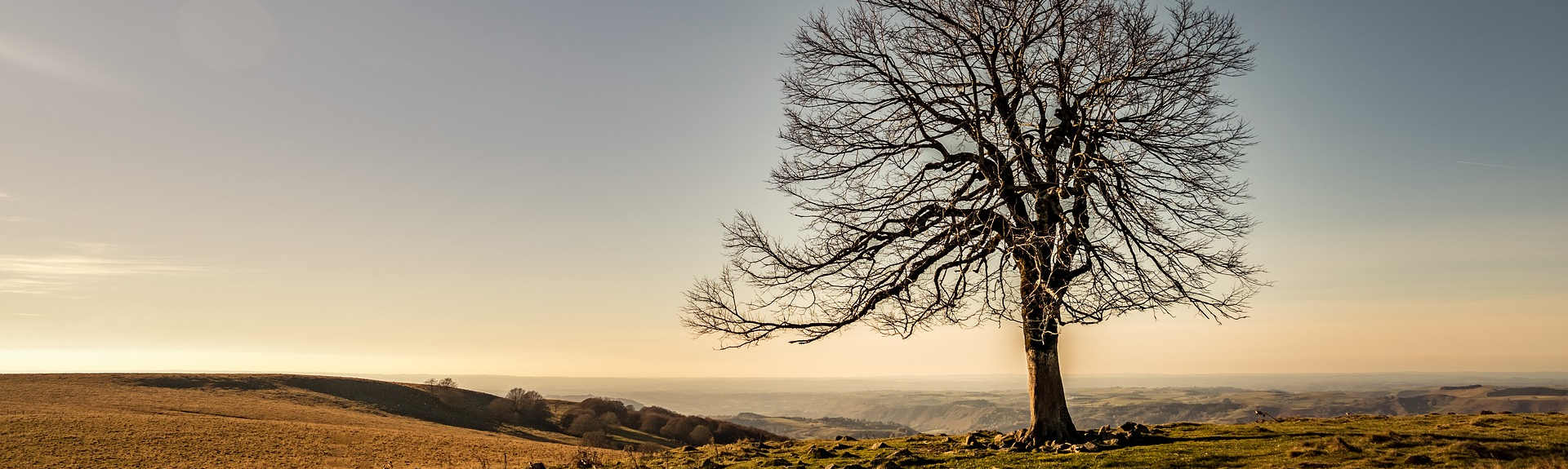 arbre sur un plateau