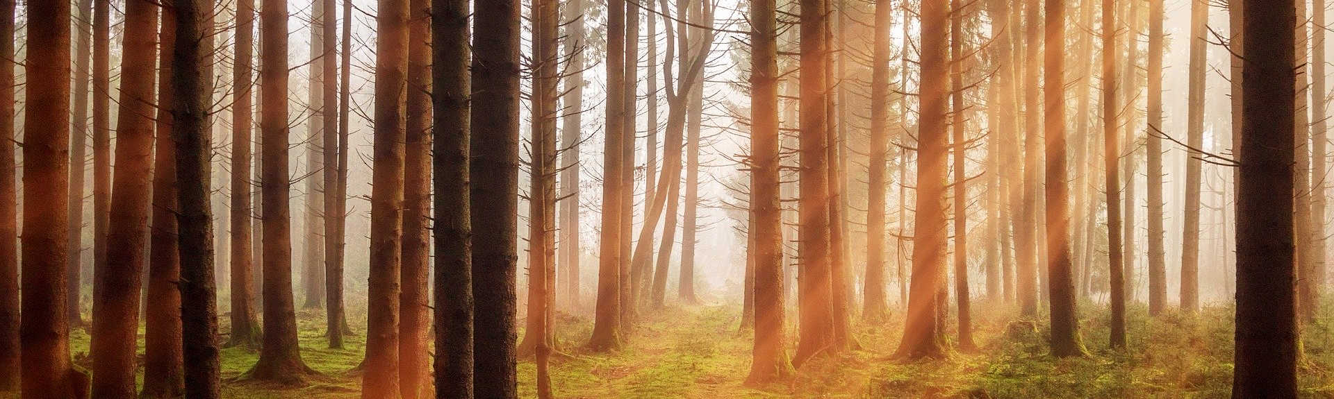 header - Fôret d'arbres sans feuilles sous un coucher de soleil